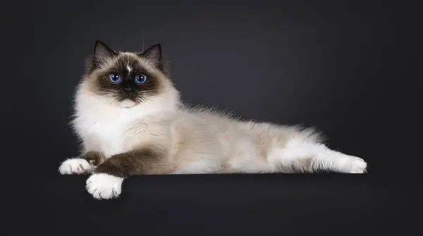 美しい若いアダルトシールラグドール猫は 白い足を示すエッジの上に横方向に横たわっています 青い目に魅了されたカメラを眺める 黒い背景に孤立した ストック画像