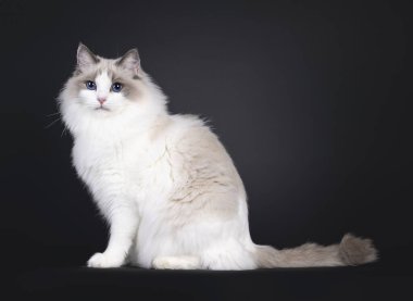 Güzel, genç, mavi, iki renkli Ragdoll kedisi yan yana oturuyor. Büyüleyici mavi gözlerle kameraya bakıyorum. Siyah bir arkaplanda izole edilmiş.