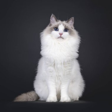 Genç, güzel, mavi, iki renkli Ragdoll kedisi. Yüzü önde oturuyor ve büyüleyici mavi gözleriyle kameraya bakıyor. Siyah bir arkaplanda izole edilmiş.
