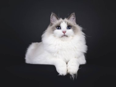 Güzel, genç, mavi, iki renkli Ragdoll kedisi, yüzükoyun yatıyordu. Büyüleyici mavi gözlerle kameraya bakıyorum. Siyah bir arkaplanda izole edilmiş.