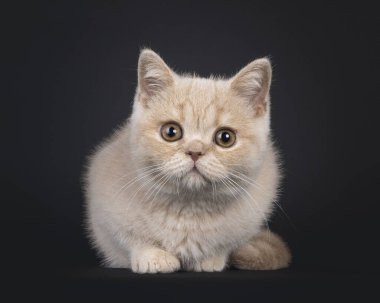 Şirin İngiliz Shorthair kedi yavrusu, yüz üstü yere yatıyor. Kameraya bakıyorum. Siyah bir arkaplanda izole edilmiş.