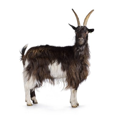 Beyaz Hollanda topraklarında beyaz ırk ile yetişkin dişi kahverengi, yan yana duruyor, doğrudan kameraya bakıyor. Beyaz bir arkaplanda izole edilmiş.