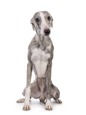 Genç Whippet köpeği, önde oturuyor. Kameraya doğru bakıyorum. Beyaz bir arkaplanda izole edilmiş.