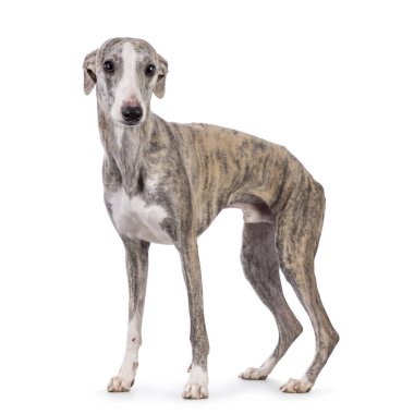 Genç Whippet köpeği, yan yana duruyor. Kameraya doğru bakıyorum. Beyaz bir arkaplanda izole edilmiş.