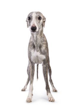 Genç Whippet köpeği, önde duruyor. Kameraya doğru bakıyorum. Beyaz bir arkaplanda izole edilmiş.