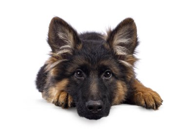 Tatlı Alman çoban köpeği yavrusu, başını öne doğru uzatıyor. Doğruca kameraya bakıyor, ağzı kapalı. Beyaz bir arkaplanda izole edilmiş.