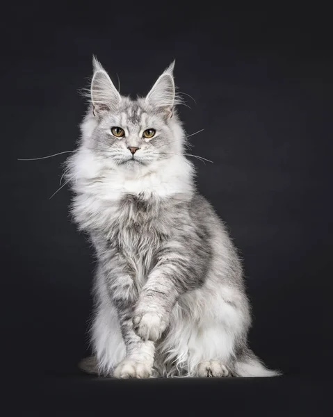 印象的な銀メイン クーン猫が前面に座っている カメラに向かってまっすぐ見える 片足が持ち上がった 黒い背景に隔離された ストック写真