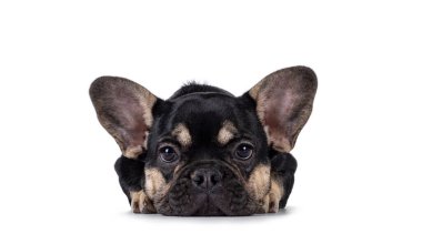 Kahverengi Fransız Bulldog köpeği yavrusuyla şirin bir zenci, başını öne doğru eğiyor. Kameraya doğru bakıyorum. Beyaz bir arkaplanda izole edilmiş.