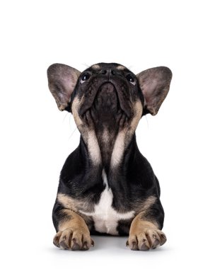 Kahverengi Fransız Bulldog köpeği yavrusuyla, yüzü koyun uzanmış şirin bir zenci. Yukarıya ve kameranın üstüne bakıyorum. Beyaz bir arkaplanda izole edilmiş.