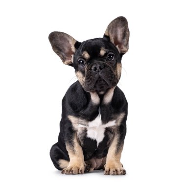 Kahverengi Fransız Bulldog köpeği yavrusuyla, yüzü önde oturan sevimli bir zenci. Kameraya doğru bakıyorum. Beyaz bir arkaplanda izole edilmiş.