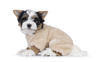 Çok şirin bir Terrier köpek yavrusu, bej renkli sahte kürk giysisiyle yan yana oturuyor. Doğrudan kameraya bakıyorum. Beyaz bir arkaplanda izole edilmiş.