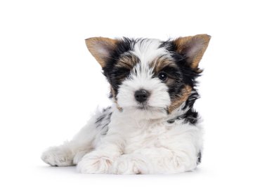 Çok şirin bir Terrier köpeği yavrusu, yüzü önde yatıyor. Doğrudan kameraya bakıyorum. Beyaz bir arkaplanda izole edilmiş.