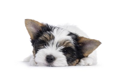 Çok şirin bir Terrier köpeği yavrusu, başı öne eğik yatıyor. Doğrudan kameraya bakıyorum. Beyaz bir arkaplanda izole edilmiş.