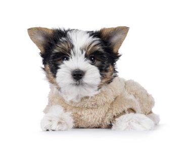 Çok şirin bir Terrier köpek yavrusu, sahte kürk giysisi içinde yüzü önde yatıyor. Doğrudan kameraya bakıyorum. Beyaz bir arkaplanda izole edilmiş.