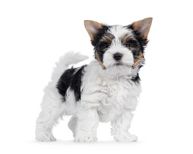 Şirin Biewer Terrier köpeği köpek yavrusu, kuyruğunu kıstırarak yan yana duruyor. Kameraya doğru bakıyorum. Beyaz bir arkaplanda izole edilmiş.