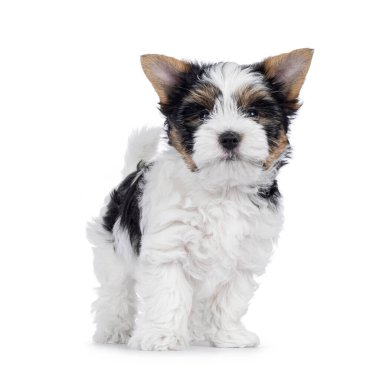 Şirin Biewer Terrier köpeği köpek yavrusu, kuyruğunu kıstırıp önde duruyor. Kameraya doğru bakıyorum. Beyaz bir arkaplanda izole edilmiş.