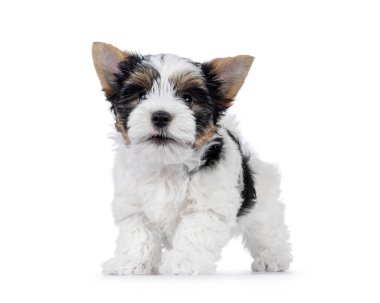 Şirin Biewer Terrier köpeği köpek yavrusu, yüzü önde havlıyor. Kameraya doğru bakıyorum. Beyaz bir arkaplanda izole edilmiş.