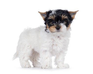 Şirin Biewer Terrier köpeği yavrusu, yan yana ayakta duruyor. Doğrudan kameraya bakıyorum. Beyaz bir arkaplanda izole edilmiş.