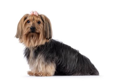 Yetişkin Yorkshire Terrier köpeği, yan yana oturuyor. Saçında pembe papyon var. Kameraya doğru bakıyorum. Beyaz bir arkaplanda izole edilmiş.