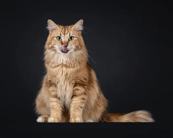 stock image Gorgeous black amber Norwegian Forestcat cat, sitting up side ways. Looking straight towards camera with green eyes while licking nose with pink tongue. Isolated on a black background.