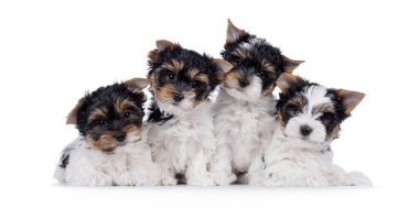 Dört tane Biewer Terrier köpek yavrusu, bir sırada oturup birlikte yatıyorlar. Herkes kameraya bakıyor. Beyaz bir arkaplanda izole edilmiş.
