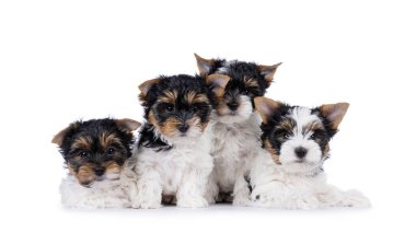Dört tane Biewer Terrier köpek yavrusu, bir sırada oturup birlikte yatıyorlar. Herkes kameraya bakıyor. Beyaz bir arkaplanda izole edilmiş.