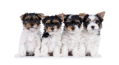 Dört tane Biewer Terrier köpek yavrusu, arka arkaya oturuyorlar. Herkes kameraya bakıyor. Beyaz bir arkaplanda izole edilmiş.