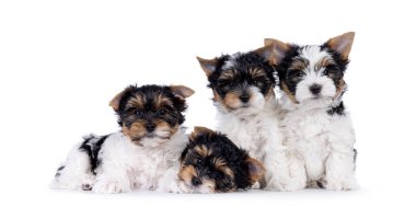 Dört tane Biewer Terrier köpek yavrusu, bir sırada oturup birlikte yatıyorlar. Herkes kameraya bakıyor. Beyaz bir arkaplanda izole edilmiş.