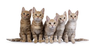 5 sıra kırmızı ve kırmızı gümüş safkan Avrupalı Shorthair kedi yavruları mükemmel sırada yan yana oturuyorlar. Herkes kameraya bakıyor. beyaz arkaplanda izole.