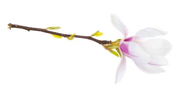 Magnolia dalına çiçek açarak yaklaş. Beyaz bir arkaplanda izole edilmiş.