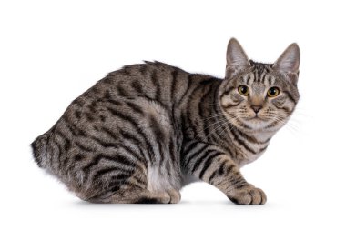 Enfes genç Kurilian kısa kuyruklu kedi yavrusu, yan yana yatıyor. Kameraya doğru bakıyorum. beyaz arkaplanda izole edilmiş.