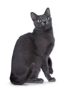 Yetişkin Korat kedisi, yan yana ayakta duruyor. Yoğun yeşil gözlerle yukarı ve yukarı bakıyor. beyaz arkaplanda izole edilmiş.