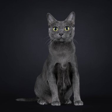 Korat kedisi kedi yavrusu, yüzü önde oturuyor. Büyük gözlerle kameraya bakıyor. Siyah bir arkaplanda izole edilmiş.