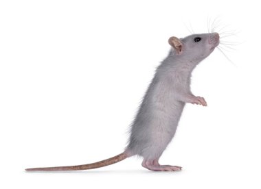 Şirin, mavi, arka pençelerinde duran bir fare. Yukarıya ve kameranın üstüne bakıp bir koku alıyorum. Beyaz bir arkaplanda izole edilmiş.