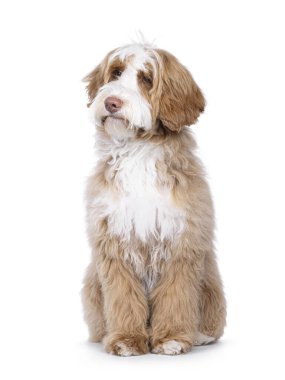 Şirin smokin genç Labradoodle köpeği, önde oturuyor. Kameradan uzağa bakıyor. Beyaz bir arkaplanda izole edilmiş.