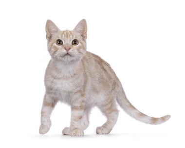 Avrupalı meraklı kedi yavrusu, yan yollarda yürüyor. Doğruca kameraya bakıyor. Beyaz bir arkaplanda izole edilmiş.