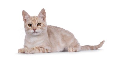 Avrupalı Shorthair kedi yavrusunu uyarın, yan yollar diyor. Bir sürü tavır takınarak kameraya bakıyorum. Beyaz bir arkaplanda izole edilmiş.