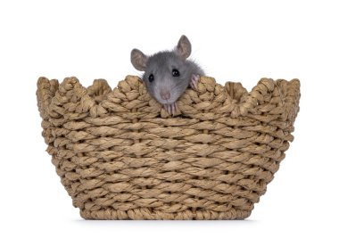 Yumurta şeklindeki sepetin kenarından sarkan sevimli küçük fare. Kameraya doğru bakıyorum. Beyaz bir arkaplanda izole edilmiş.