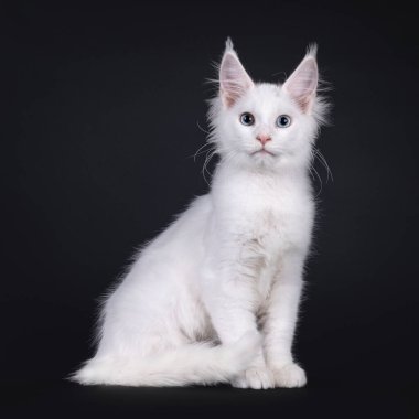 Sevimli, saf beyaz Maine Rakunu kedi yavrusu, yan yana oturuyor. Mavi ve heterokromi bir gözle kameraya bakıyorum. Siyah bir arkaplanda izole edilmiş.