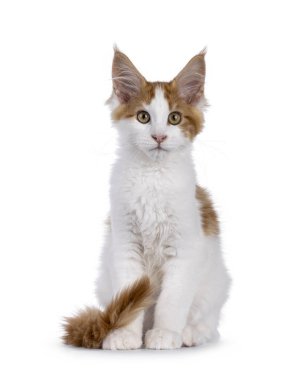 Beyaz Maine Rakunu kedi yavrusuyla oldukça kırmızı, zarif bir şekilde önde oturuyor. Doğrudan kameraya bakıyorum. Beyaz bir arkaplanda izole edilmiş.