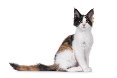 Meraklı Tortie Maine Rakun Kedi Yavrusu, yan yana oturuyor. Doğrudan kameraya bakıyorum. Beyaz bir arkaplanda izole edilmiş.