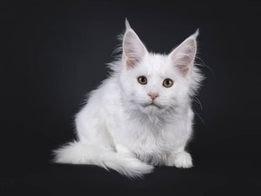 Pamuk Prenses Maine Rakun kedi yavrusu, yüz üstü uzanıyor. Tatlı bir ifadeyle doğrudan kameraya bakıyor. Siyah bir arkaplanda izole edilmiş.