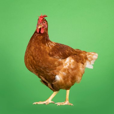 Kahverengi tavuk, yan yana duruyor. Kameraya doğru bakıyorum. Yeşil bir arkaplanda izole edilmiş.