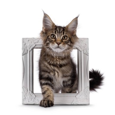 Kahverengi tekir kedisi kedi kedi yavrusu, bir sürü tavırları var, imaj aleminde yürüyor. Kameraya doğru bakıyorum. Beyaz bir arkaplanda izole edilmiş.