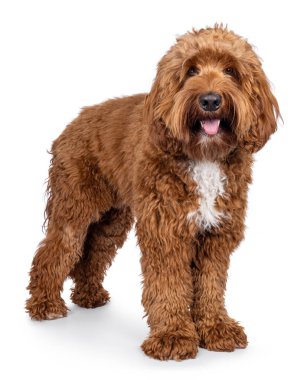 Mutlu genç erkek Cobberdog namı diğer Labradoodle, yan yollarda duruyor. Dili dışarıda kameraya bakıyor. Beyaz bir arkaplanda izole edilmiş.
