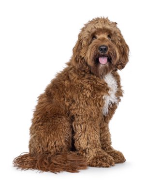 Mutlu genç erkek Cobberdog namı diğer Labradoodle yan yana oturuyor. Dili dışarıda kameraya bakıyor. Beyaz bir arkaplanda izole edilmiş.