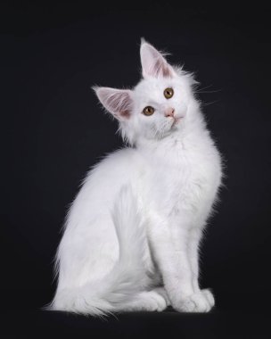 Beyaz, bembeyaz bir Rakun kedi yavrusu, yan yana oturuyor. Tatlı bir ifadeyle kameraya doğru bakıyor ve başını eğiyor. Siyah bir arkaplanda izole edilmiş.