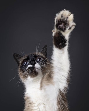Kıdemli güzel Kar Ayakkabısı Kedisi 'nin kafasından vuruşu, gerilmiş pençesiyle beşlik pozisyonda uzanıyor ve yukarı bakıyor. Siyah bir arkaplanda izole edilmiş.