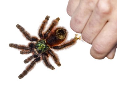 Renkli Caribena Versicolor namı diğer Antilles pembe toynaklı tarantula. Üst manzara, beyaz arkaplanda izole edilmiş. İnsan eliyle, örümceği yumuşak bir fırçayla tutuyor..