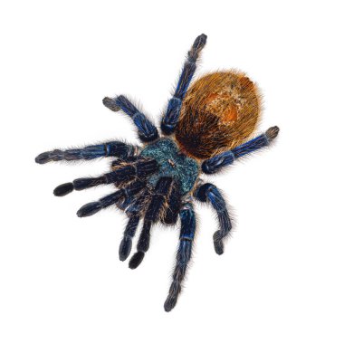 Kromatopelma siyaneopubescens namı diğer GBB örümceğinin yeşil çizmeli mavi tarantulası. Üst görünüm, beyaz arkaplanda izole.